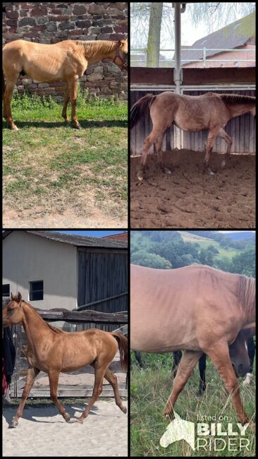 Typvoller, reining /cowhorse gezogener Quarter Horse Jährlingshengst, Kerstin Rehbehn (Pferdemarketing Ost), Pferd kaufen, Nienburg, Abbildung 15
