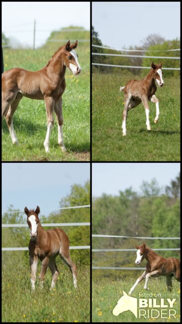 Typvolles Quarter Horse Hengstfohlen mit toller Zeichnung, Kerstin Rehbehn (Pferdemarketing Ost), Pferd kaufen, Nienburg, Abbildung 7