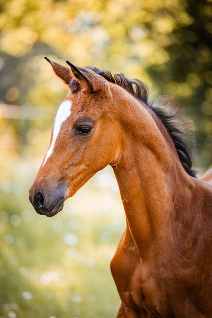 Typvolles Trakehner Stutfohlen mit starken Bewegungen, Kerstin Rehbehn (Pferdemarketing Ost), Pferd kaufen, Nienburg, Abbildung 9