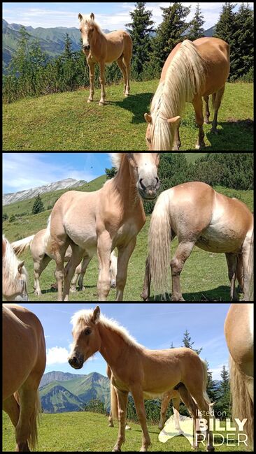 Tiroler Haflinger Hengstfohlen, Sabrina Thurner, Horses For Sale, Oetz, Image 4