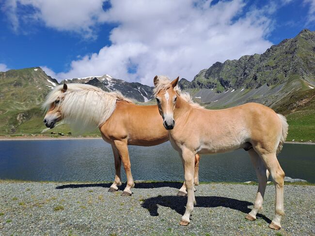 Verkaufe Tiroler Haflingerfohlen, Agnes Tischner , Horses For Sale, Ramsau im Zillertal