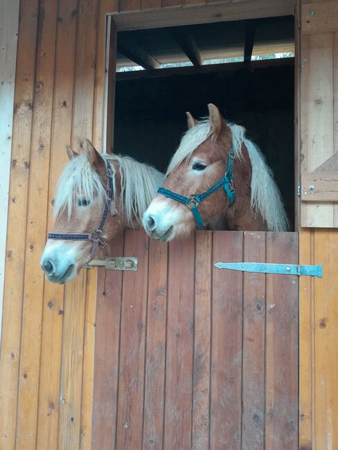 Tiroler Haflinger Stute und Wallach, Xxx, Horses For Sale, Petersbaumgarten