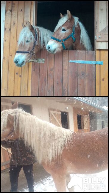Tiroler Haflinger Stute und Wallach, Xxx, Horses For Sale, Petersbaumgarten, Image 3