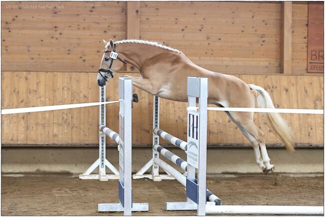 Tiroler Haflinger Stute Skyfall, Carina Thurner, Horses For Sale, Imsterberg