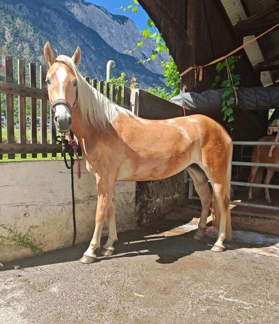 Tiroler Haflinger Stute Skyfall, Carina Thurner, Horses For Sale, Imsterberg, Image 2