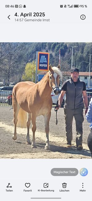 Tiroler Haflinger Stute Skyfall, Carina Thurner, Horses For Sale, Imsterberg, Image 3