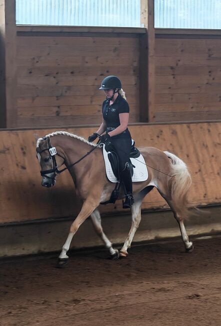 Tiroler Haflinger Stute Skyfall, Carina Thurner, Horses For Sale, Imsterberg, Image 4