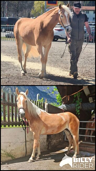 Tiroler Haflinger Stute Skyfall, Carina Thurner, Horses For Sale, Imsterberg, Image 3