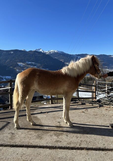 Tiroler Hafliger, Christoph Zenz, Horses For Sale, Alpbach