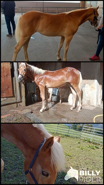 Tiroler Haflinger Stutfohlen, Sabrina Thurner, Konie na sprzedaż, Imsterberg , Image 4