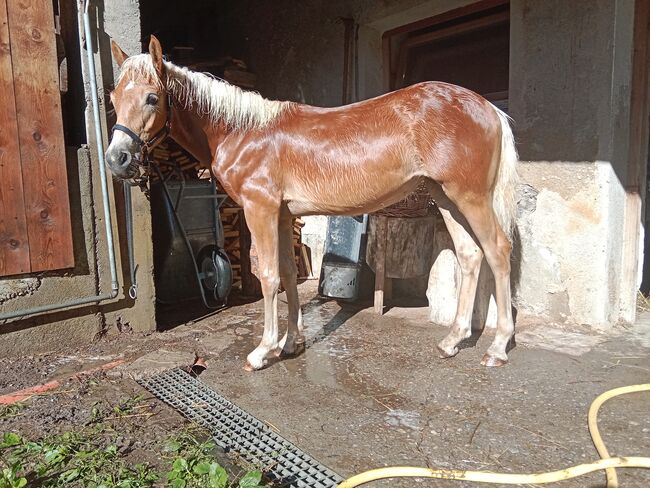 Tiroler Haflinger Stutfohlen, Sabrina Thurner, Horses For Sale, Imsterberg , Image 2