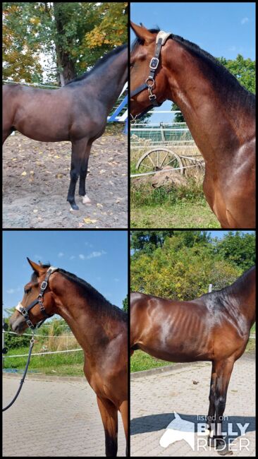 Dt. Pferd - 2jähriger Junghengst - Zoomaton x Quarterback, Barbara Würtz, Horses For Sale, Naila OT Culmitz, Image 13