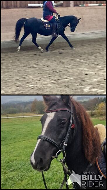 Deutsches Reitpony, Ricarda Schoenberg, Horses For Sale, Haibach ob der Donau, Image 3