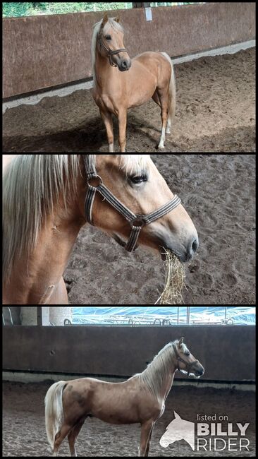 Deutsches Reitpony, Louisa Sandstede , Horses For Sale, Edewecht, Image 4