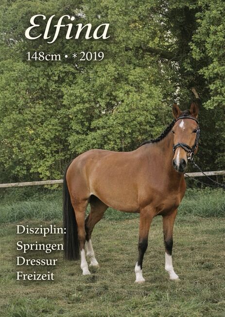 Deutsches Reitpony, Julia , Horses For Sale, Gardelegen