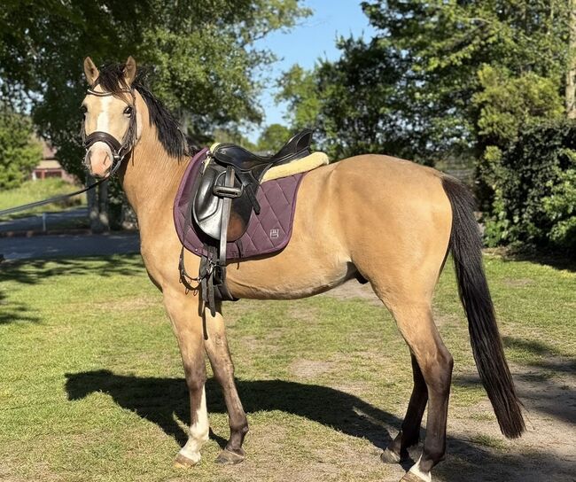 Deutsches Reitpony, Annika, Horses For Sale, Neuschoo 