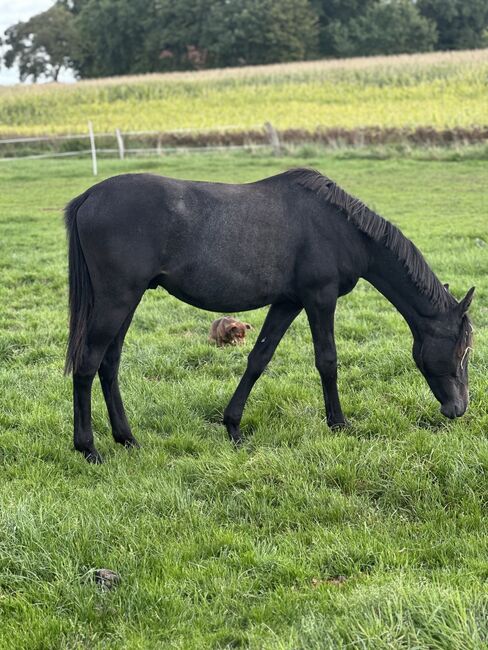 Deutsches Reitpony, Annika, Horses For Sale, Neuschoo 