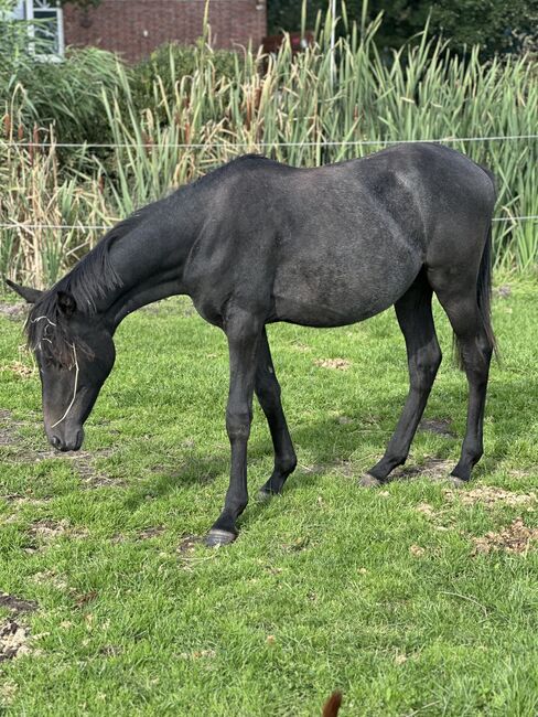 Deutsches Reitpony, Annika, Horses For Sale, Neuschoo , Image 2