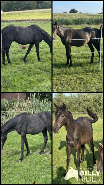 Deutsches Reitpony, Annika, Horses For Sale, Neuschoo , Image 6