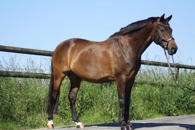 Deutsches Reitpony, Eileen Langewiesche , Horses For Sale, Sprockhövel, Image 2