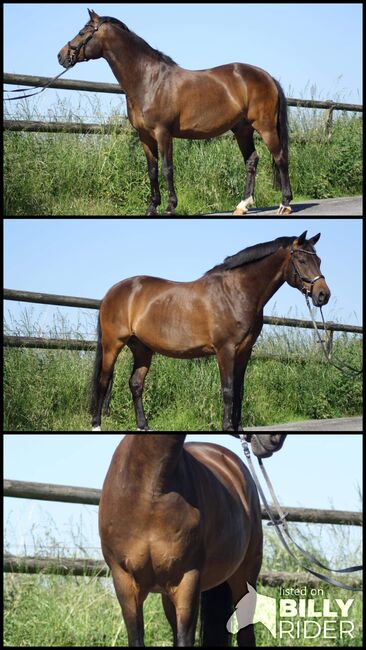 Deutsches Reitpony, Eileen Langewiesche , Horses For Sale, Sprockhövel, Image 4