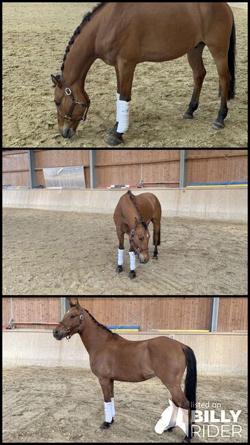 Qualitätsvolles Deutsches Reitpony, Laura Rögner, Horses For Sale, Ansfelden, Image 3