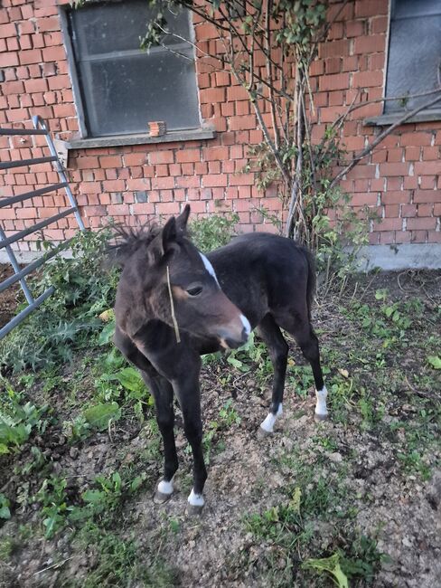 Deutsches Reitpony Fohlen, Ricarda Schoenberg, Horses For Sale, Haibach ob der Donau