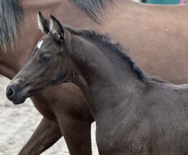 Deutsches Reitpony Hengst, Annika, Horses For Sale, Neuschoo , Image 4