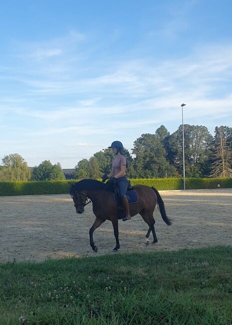 Deutsche Reitpony Stute, Lisa, Horses For Sale, Limbach-Oberfrohna, Image 3