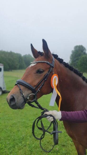 Deutsche Reitpony Stute, Lisa, Horses For Sale, Limbach-Oberfrohna