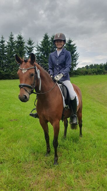 Deutsche Reitpony Stute, Lisa, Horses For Sale, Limbach-Oberfrohna, Image 4