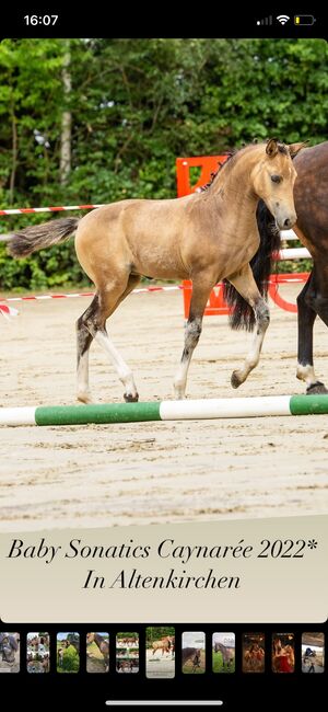 Deutsches Reitpony Stute in schöner Optik, Sarah Schmitz-Sontowski, Horses For Sale, Wirges, Image 3