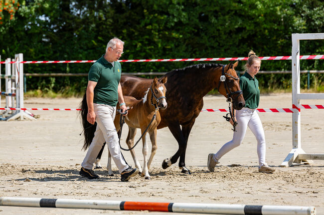 Deutsches Reitpony Stute in schöner Optik, Sarah Schmitz-Sontowski, Horses For Sale, Wirges, Image 4