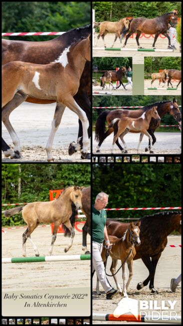 Deutsches Reitpony Stute in schöner Optik, Sarah Schmitz-Sontowski, Horses For Sale, Wirges, Image 7