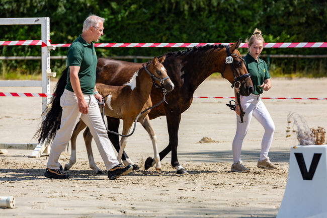 Deutsches Reitpony Stute in schöner Optik, Sarah Schmitz-Sontowski, Horses For Sale, Wirges, Image 6