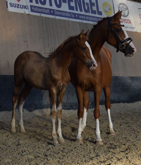 Deutsches Reitpony Hengstfohlen, Christian Blosfeld, Horses For Sale, Sangerhausen 