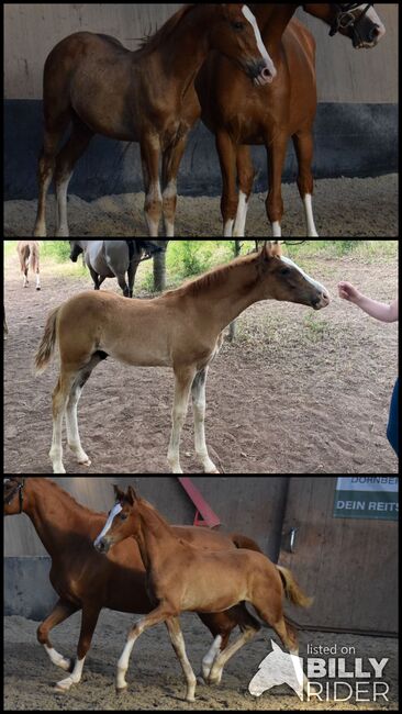 Deutsches Reitpony Hengstfohlen, Christian Blosfeld, Horses For Sale, Sangerhausen , Image 4