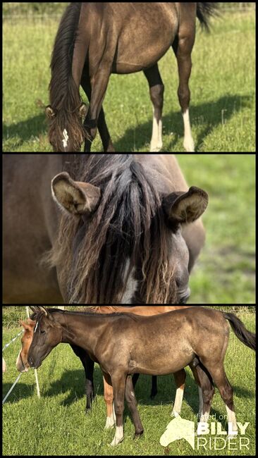 Deutsches Reitpony Hengst von 2024, Annika, Horses For Sale, Neuschoo , Image 4