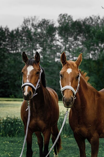 Deutsches Sportpferd Stute 3 jährig, Jamie-Lee Horn, Horses For Sale, Gera, Image 2