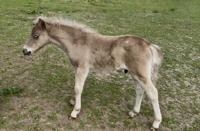 Dt.Partbred Shetlandpony/Shetty HF , Silber- Tigerschecke m.P., Nicole Prignitz , Horses For Sale, Groß Molzahn 