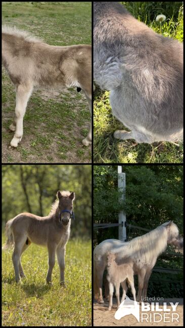Dt.Partbred Shetlandpony/Shetty HF , Silber- Tigerschecke m.P., Nicole Prignitz , Horses For Sale, Groß Molzahn , Image 7