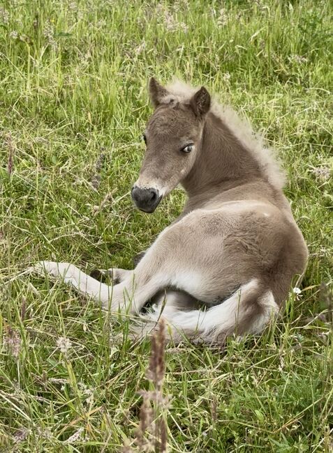 Dt.Partbred Shetlandpony/Shetty HF , Silber- Tigerschecke m.P., Nicole Prignitz , Horses For Sale, Groß Molzahn , Image 2
