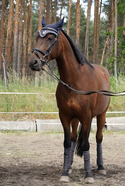 Deutsches Reitpony  Endmass, Isi , Horses For Sale, Doberlug Kirchhain 