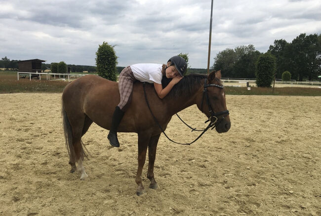 Deutsche Reitponystute, Dunkelfuchsstute, Bianca , Horses For Sale, Tiddische , Image 6