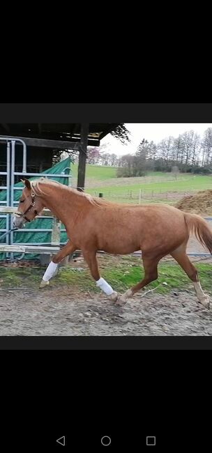 Auffälliger Youngster mit Potential, Andrea Iselt , Konie na sprzedaż, Radevormwald, Image 5