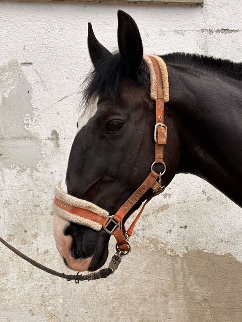 Reitbeteiligungen und Pflegebeteiligungen auf Lehrpferden, Adriane Schmedemann Reitschule, Horse Sharing
, Schonstett , Image 5