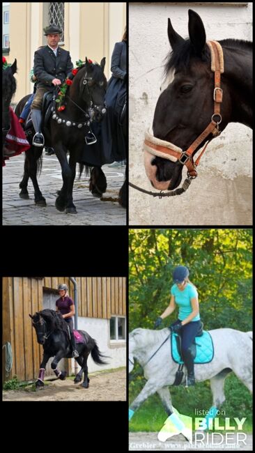 Reitbeteiligungen und Pflegebeteiligungen auf Lehrpferden, Adriane Schmedemann Reitschule, Horse Sharing
, Schonstett , Image 7