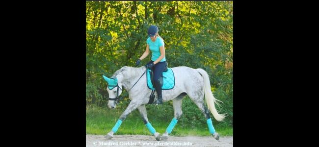 Reitbeteiligungen und Pflegebeteiligungen auf Lehrpferden, Adriane Schmedemann Reitschule, Horse Sharing
, Schonstett 
