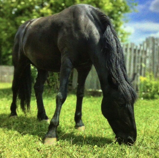 Pflegebeteiligung mit Option auf RB, Murgesen Wallach 7 Jahre alt , Roswitha Middendorf , Horse Sharing
, Denkendorf