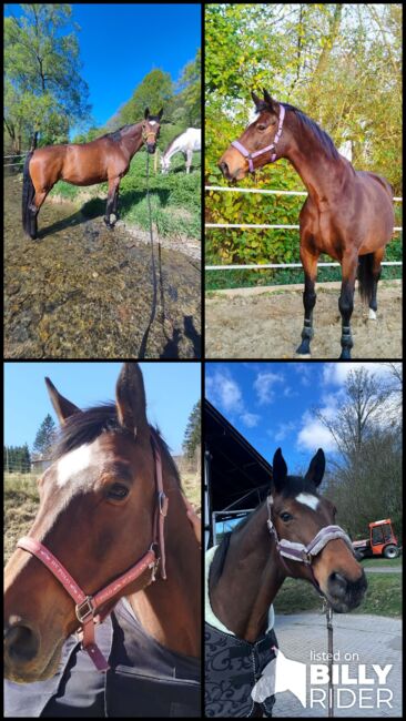 Vergebe Reitbeteiligung an Oldenburger Stute, Isabell , Horse Sharing
, Schmallenberg, Image 8